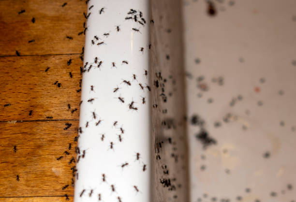 Best Wasp Removal Services  in Celina, TX